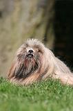 LHASSA APSO 125